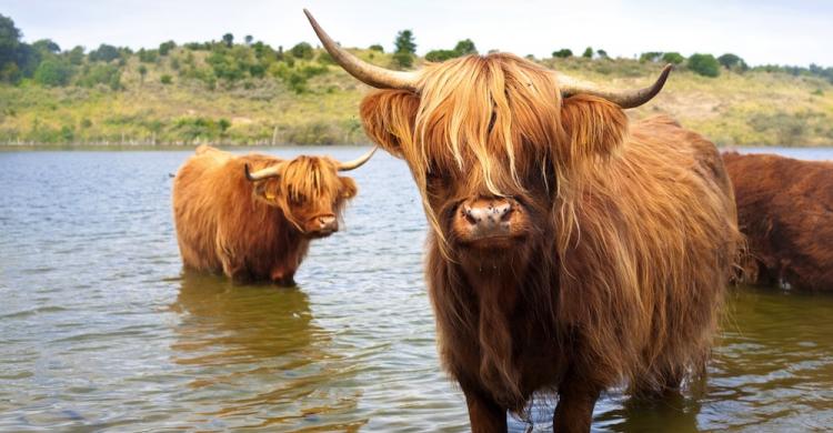 Vacas peludas de las Highlands