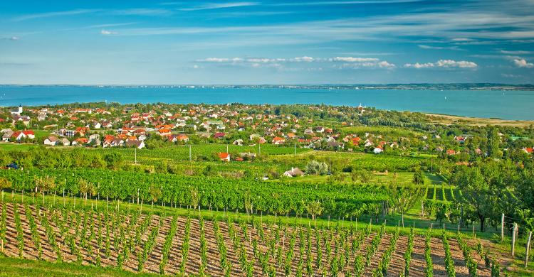 Viñas de Balaton