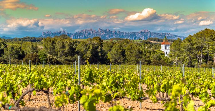 Viñedos con Montserrat de fondo