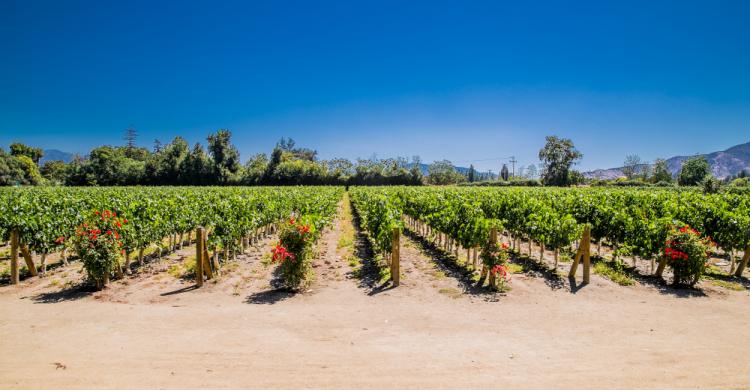 Viñedos en Undurraga