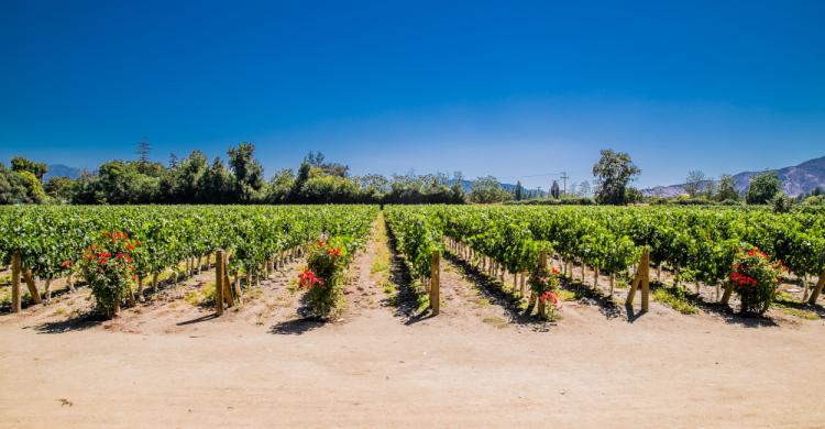 Viñedos en Undurraga