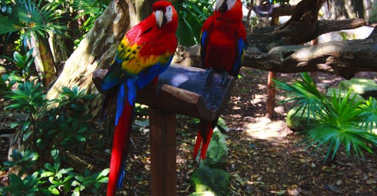 Fauna en Ecoparque Xcaret