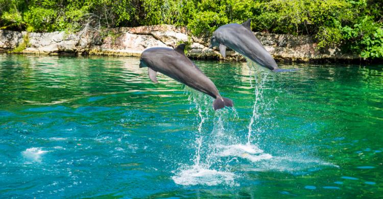 Delfines en Xel-há