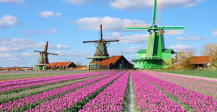 Postal de Zaanse Schans durante la primavera