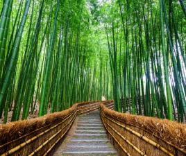 Bosque bambú - Arashiyama