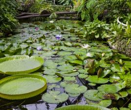 botanic garden