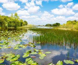 Everglades - Florida