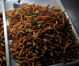 Insectos en el Mercado de Patpong, Bangkok