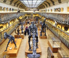 interior museo historia natural