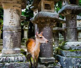 Nara Japón