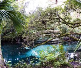 Ocala National Forest