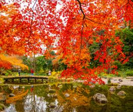 Otoño en el Jardín Koishikawa Korakuen