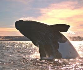 puerto madryn