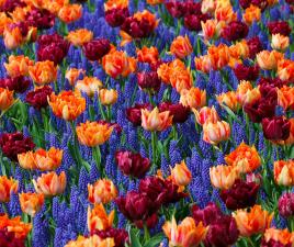 Jacintos y tulipanes, típicos del parque de Aiete