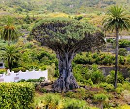 Drago Milenario - Tenerife