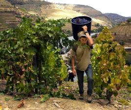 vino portugal