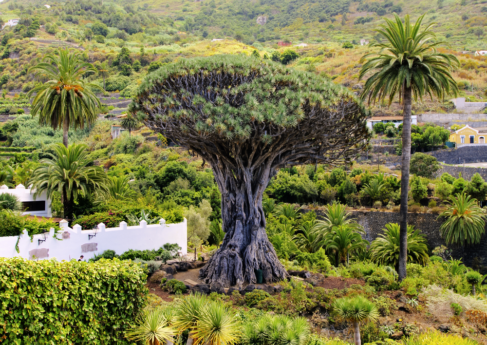 Drago Milenario - Tenerife