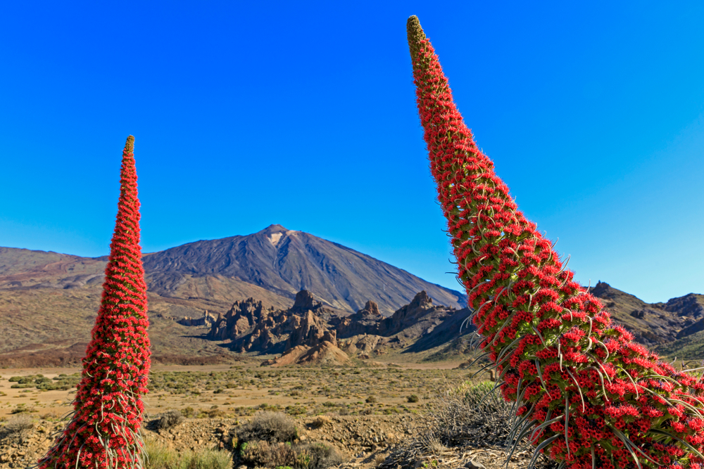 Tajinaste rojo del Teide