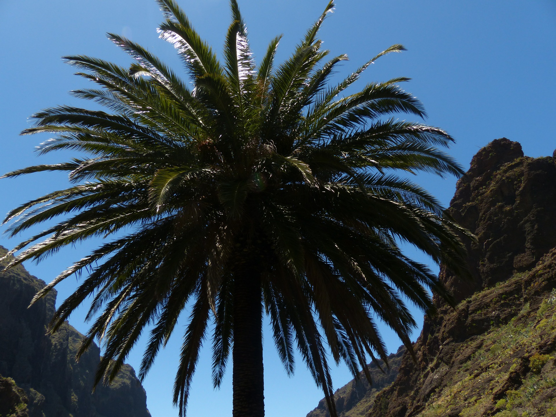 Palmera canaria, típica de Tenerife