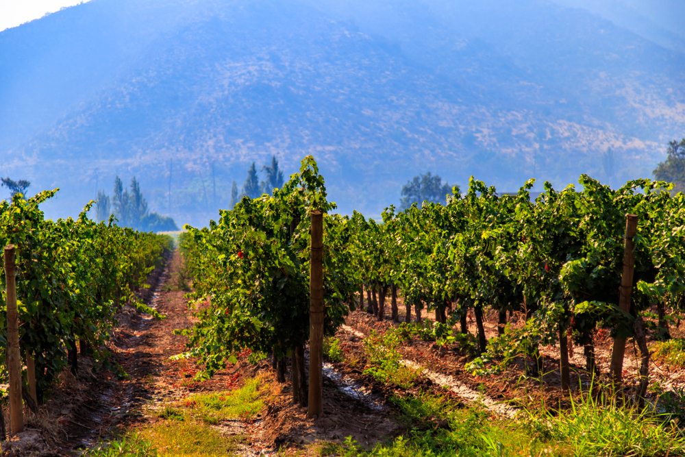 Viñas de Chile