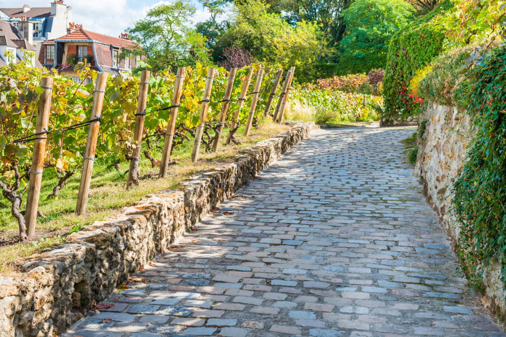 Viñedo champagne París