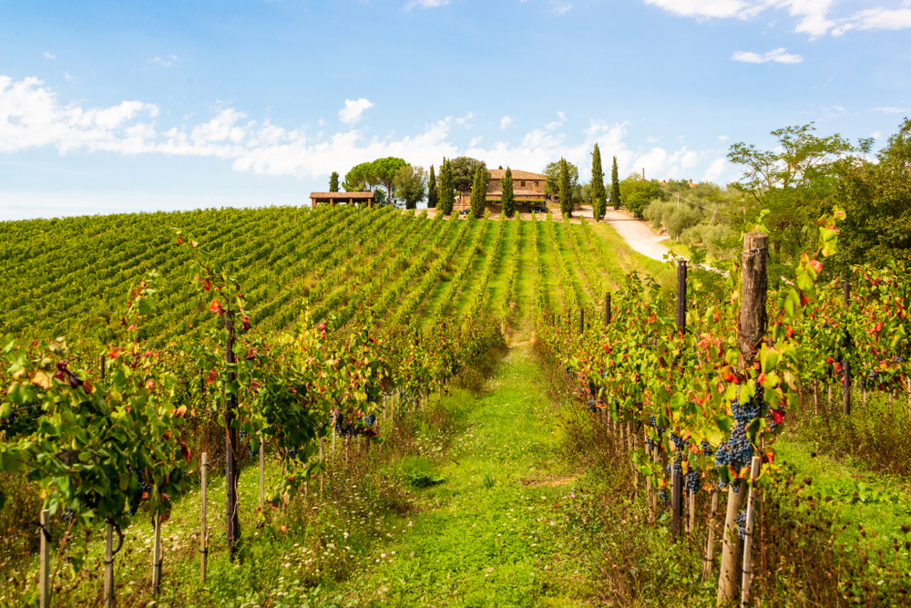 Viñedos en el Valle de Chianti de la Toscana