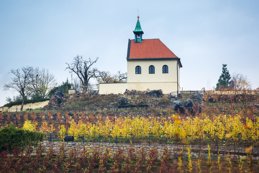 Viñedos históricos en el Jardín Botánico de Praga