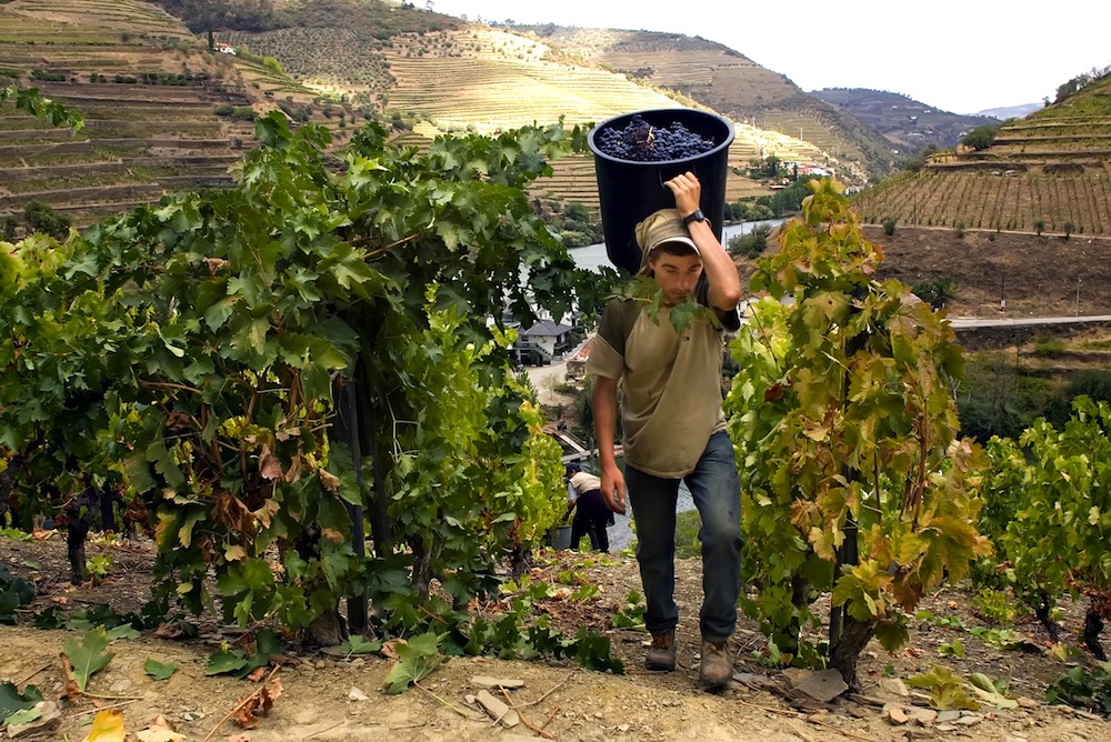 vino portugal